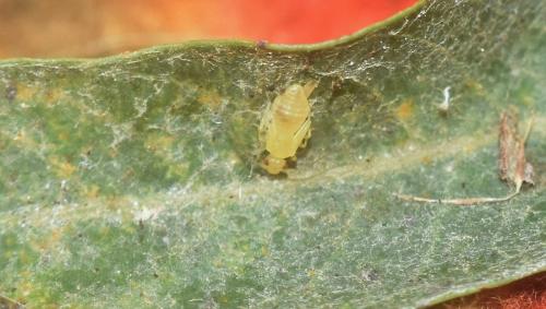 Valenzuela flavidus
